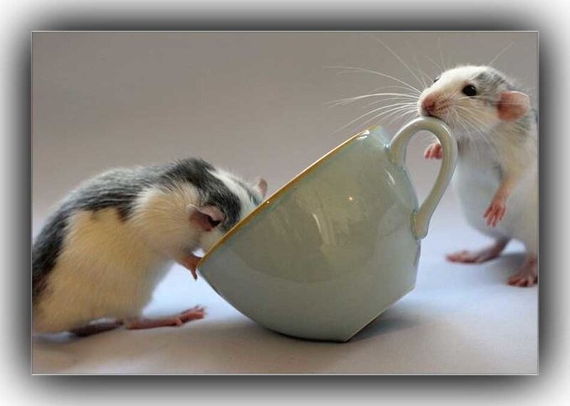 two rats with a teacup