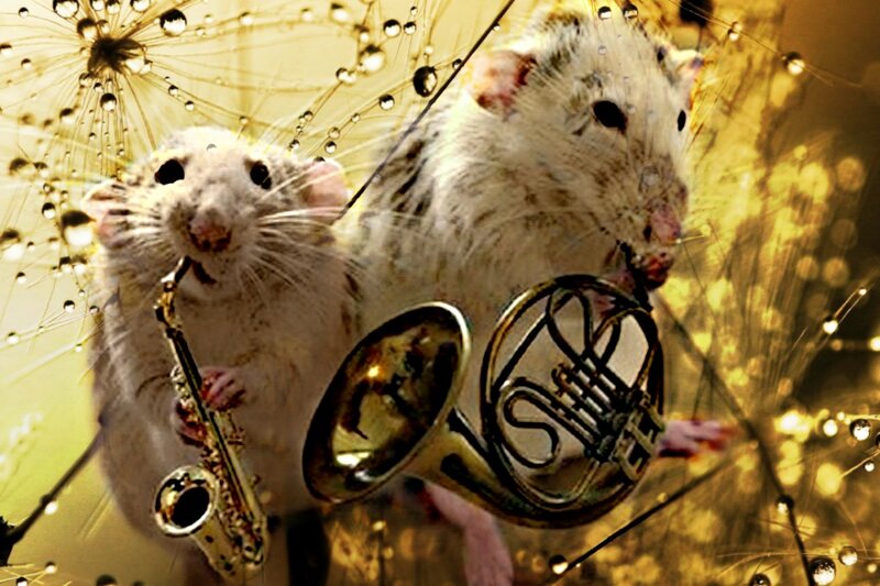 Two Rats with Instruments