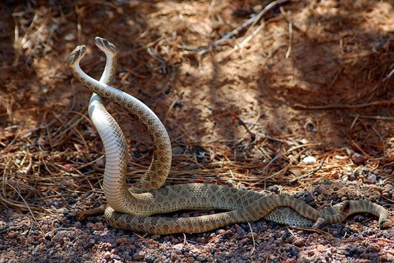 Two rattlesnakes in combat