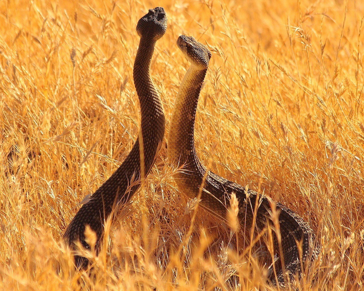 two rattlesnakes in tall grass