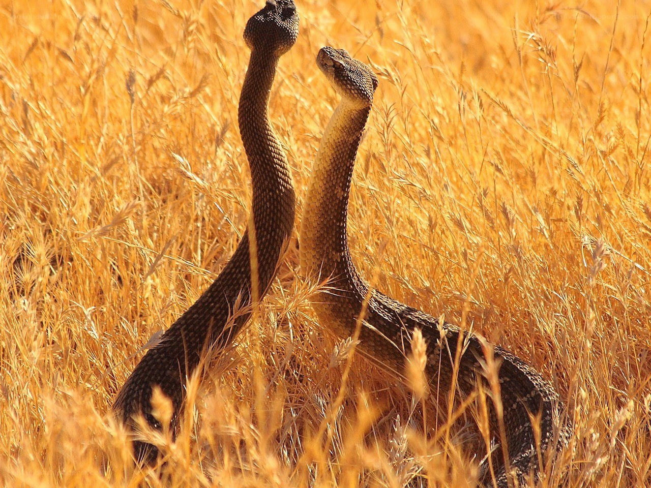 Two rattlesnakes in tall grass