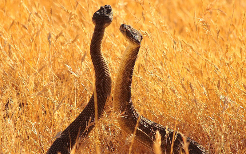 Two rattlesnakes in tall grass