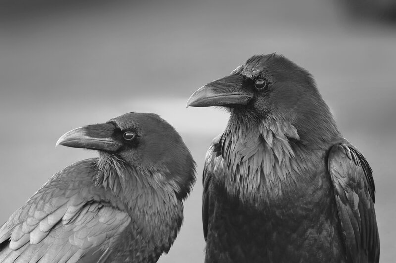 Two Ravens — Black