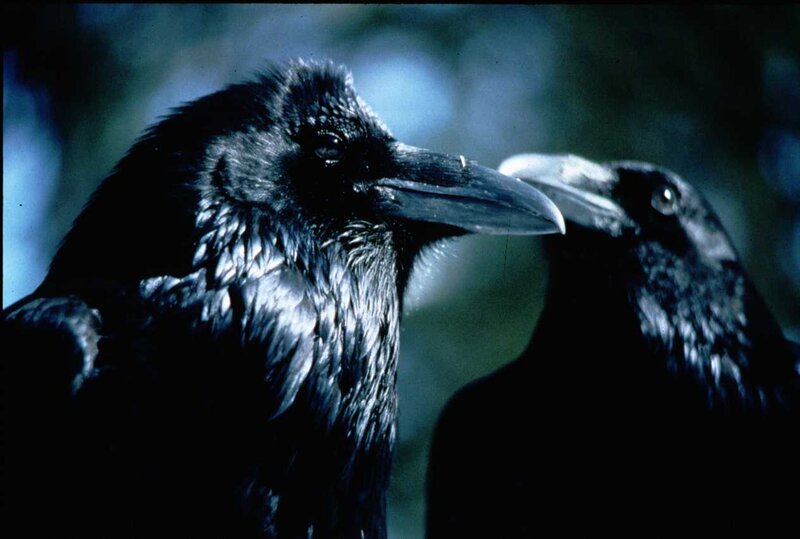 Two ravens in close-up