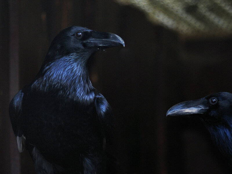 Two ravens in dim light