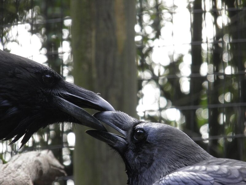Two ravens interacting