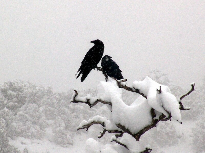 Two ravens on a snowy branch