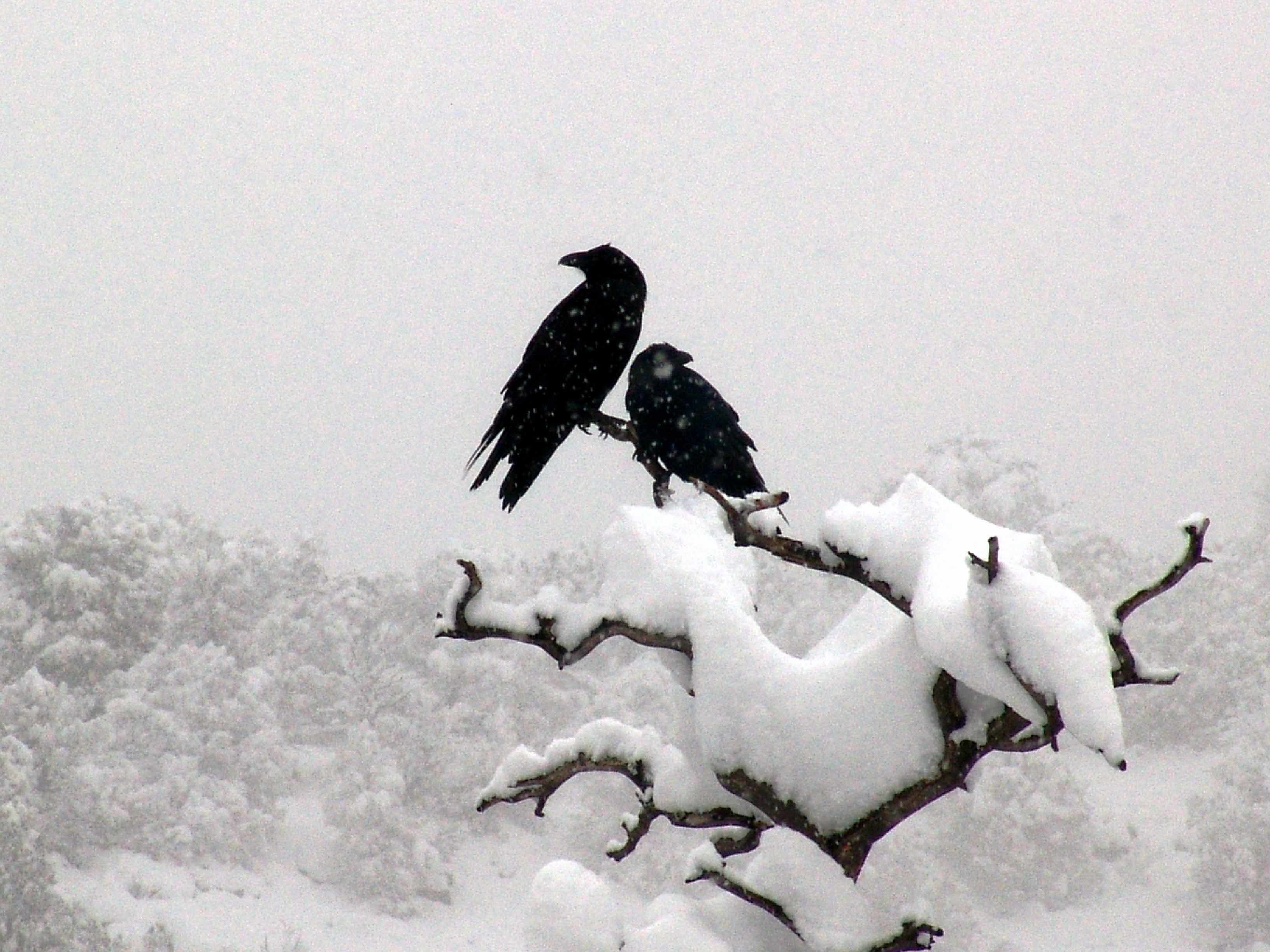 Two ravens on a snowy branch