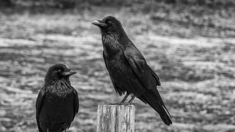 Two Ravens on Post