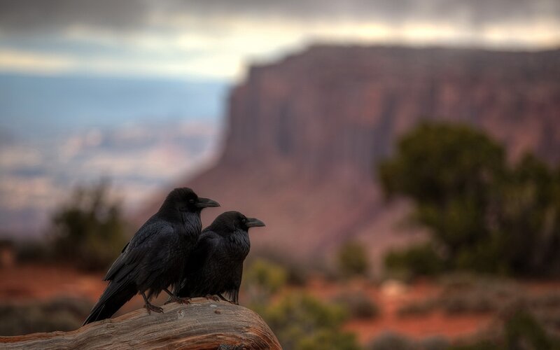 Two Ravens on Rock — Black