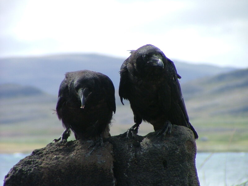 Two Ravens on Rock