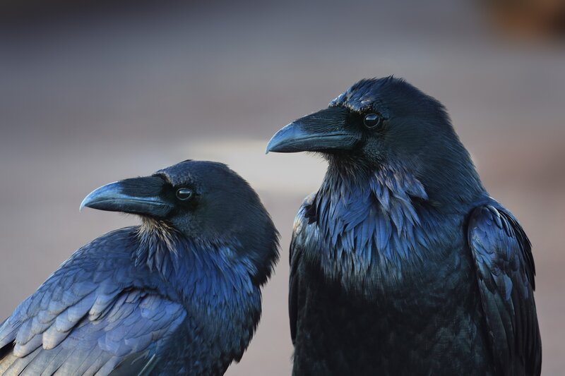 Two Ravens