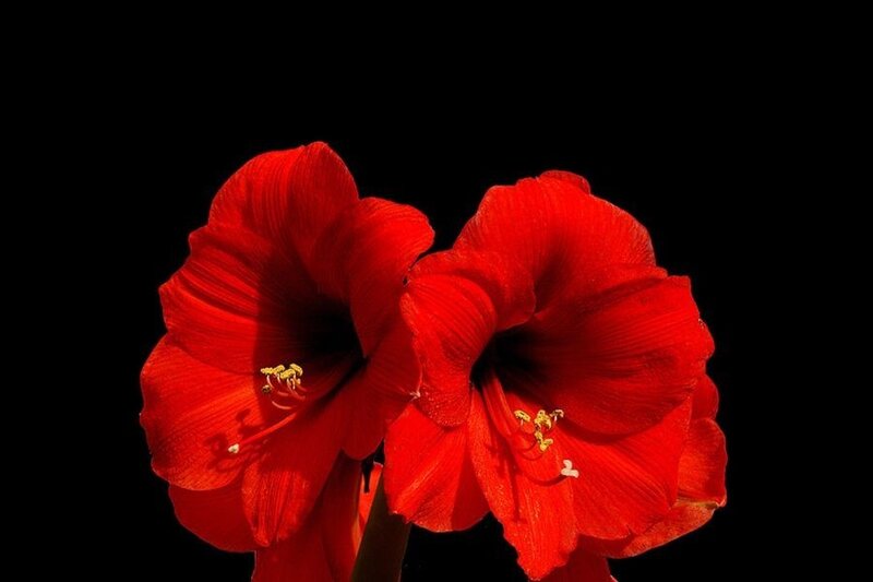 Two Red Amaryllis Flowers