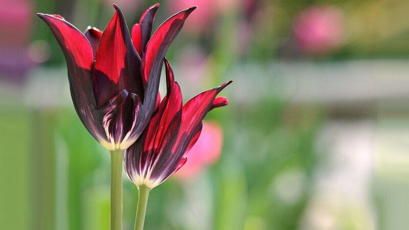 Two Red and Black Tulips
