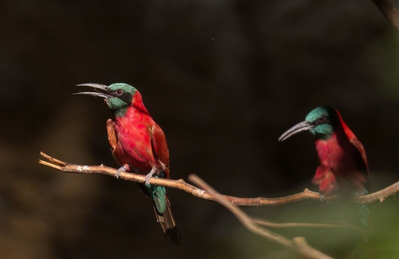 Two Red and Green Birds