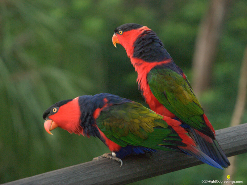 Two Red and Green Parrots
