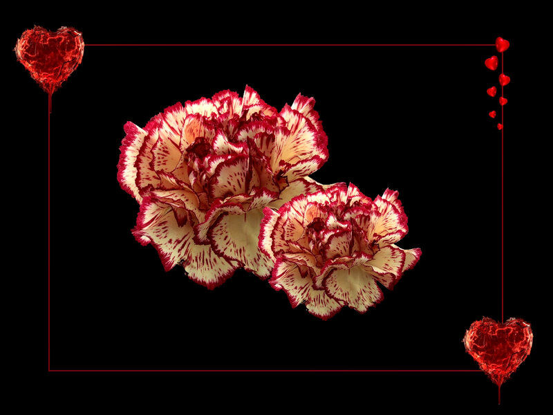 Two Red-and-white Carnations