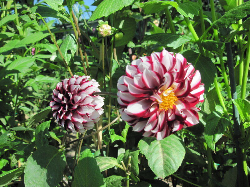 Two Red and White Dahlias