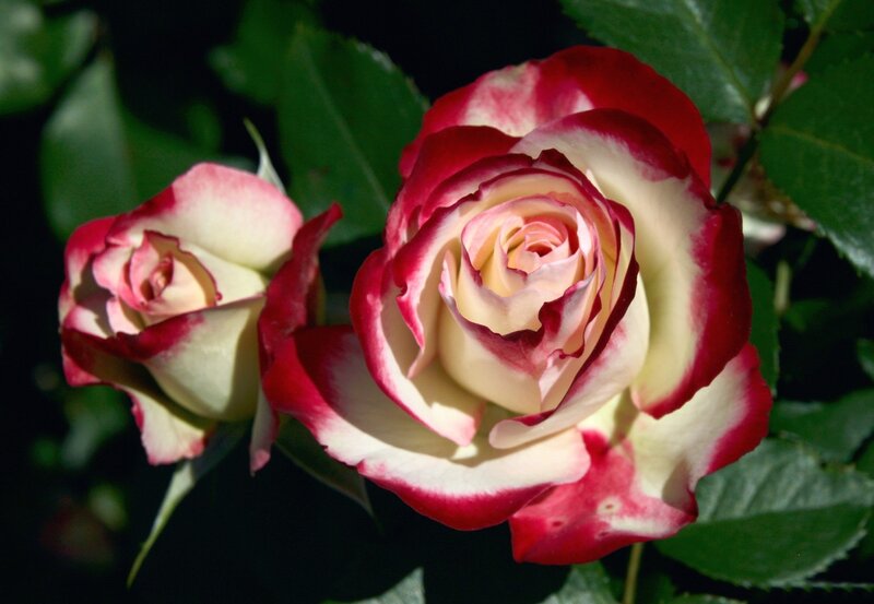 Two Red-and-white Roses — Red