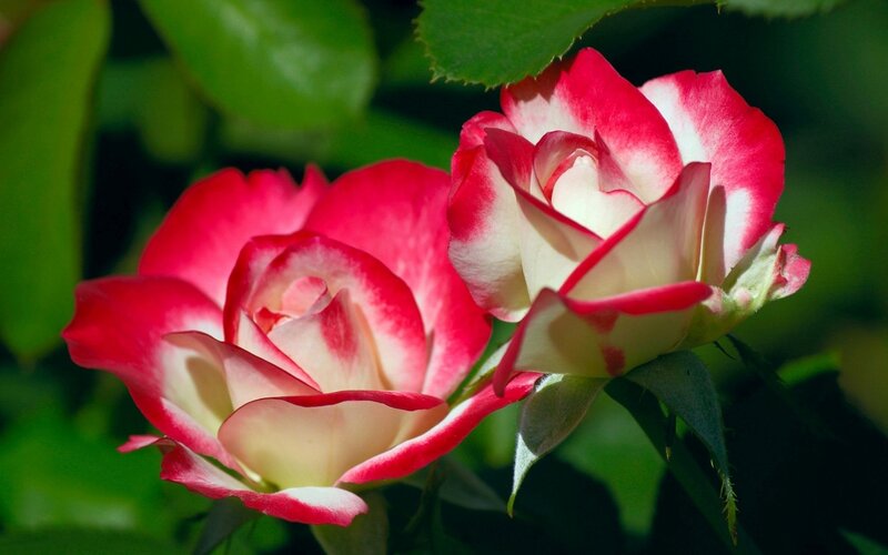 Two Red and White Roses — Serene, Afternoon, Photograph
