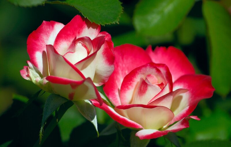 Two Red and White Roses — Serene, Afternoon