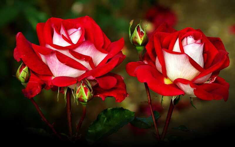 Two Red and White Roses