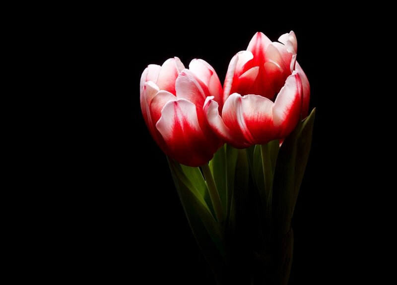 Two Red and White Tulips