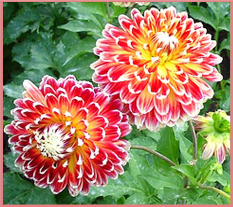 Two Red and Yellow Dahlias