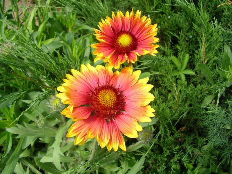 Two Red and Yellow Flowers — Natural