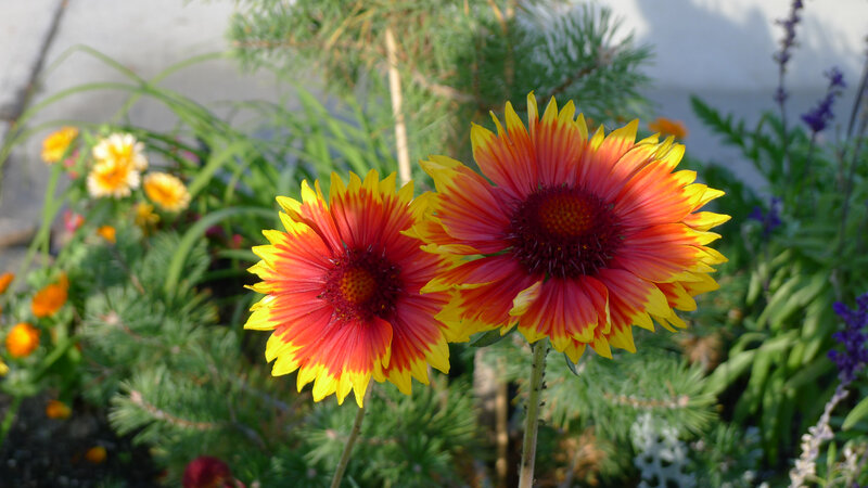 Two Red and Yellow Flowers