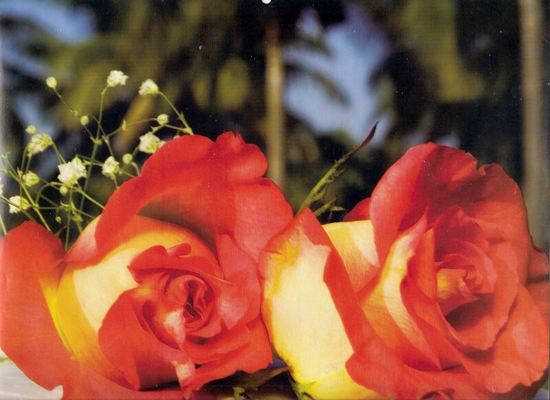 Two Red and Yellow Roses — Calm