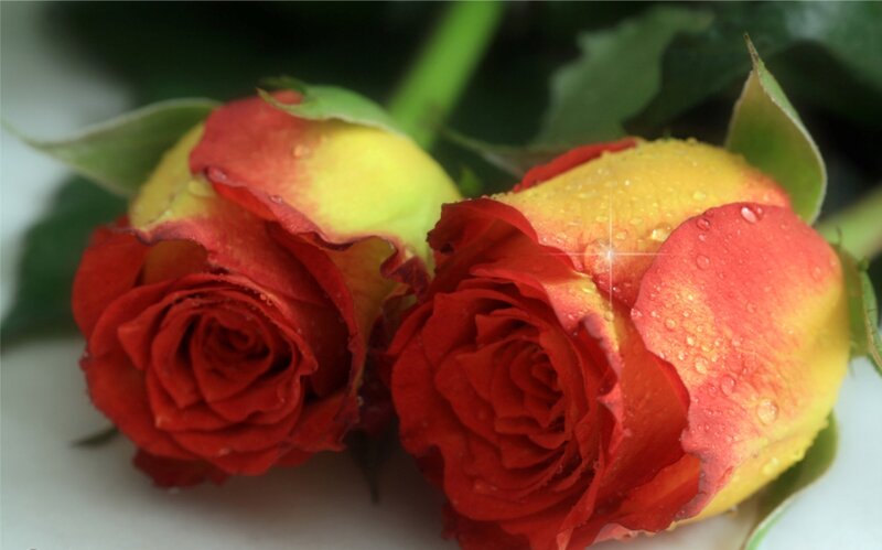 Two Red and Yellow Roses