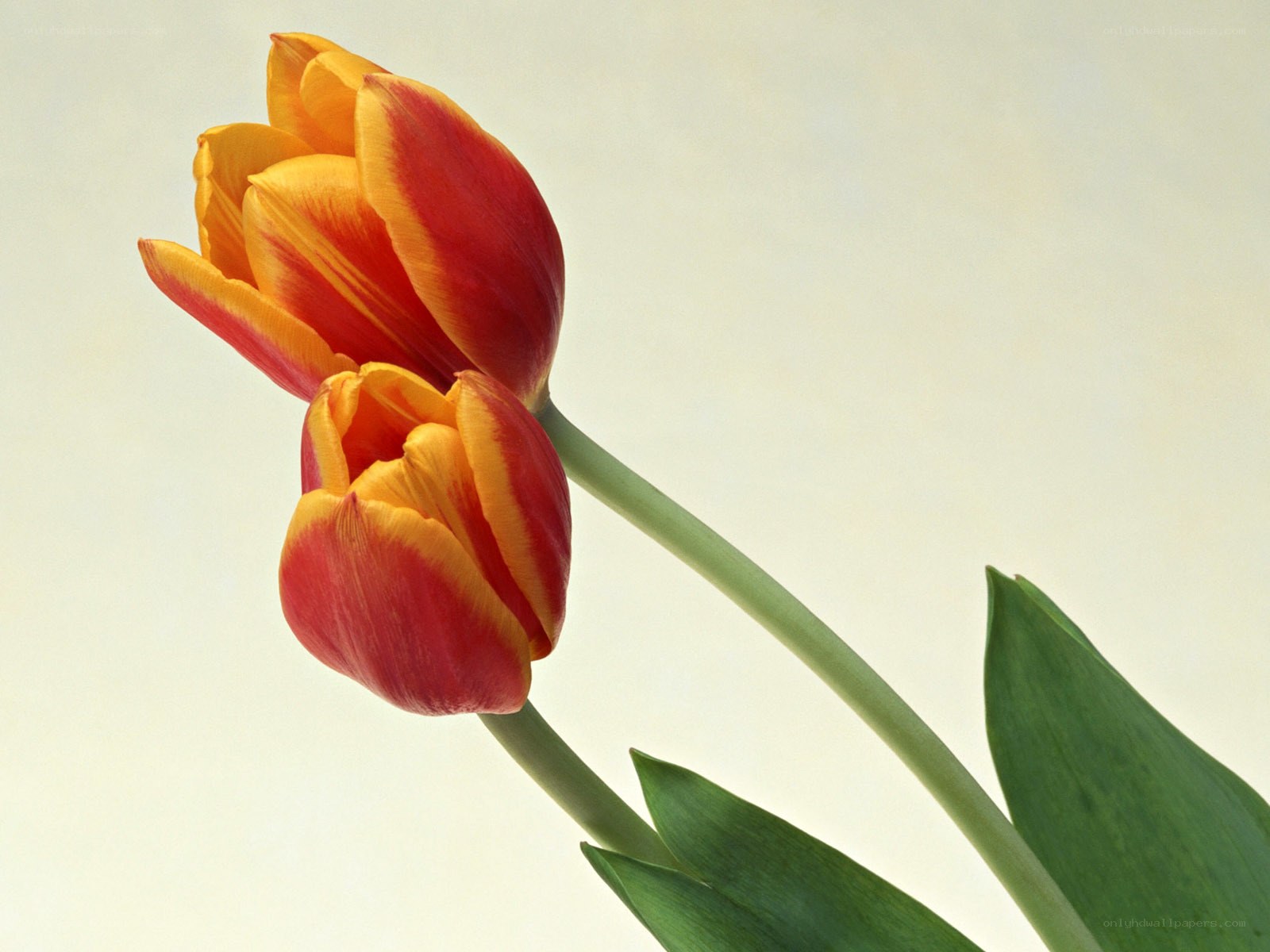 Two red and yellow tulips