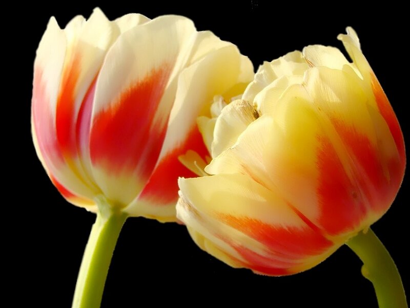 Two Red-and-yellow Tulips — Yellow