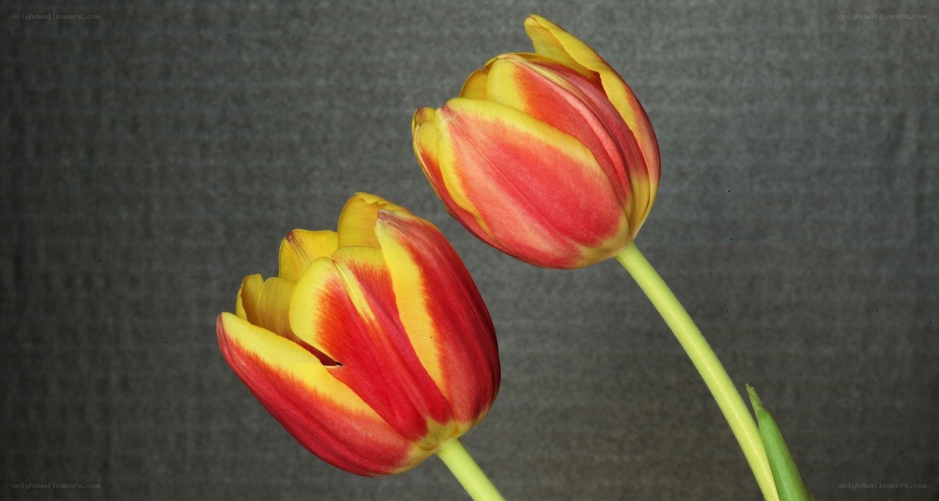 Two red and yellow tulips
