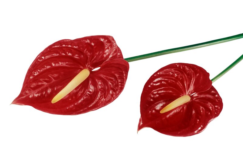 Two red anthurium flowers