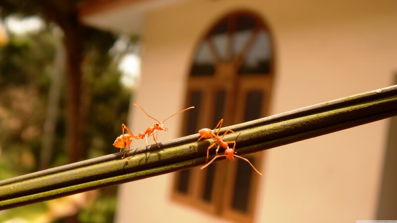 Two Red Ants on a Branch