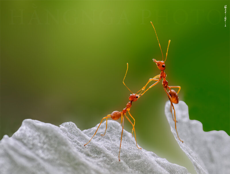 Two Red Ants on Leaf
