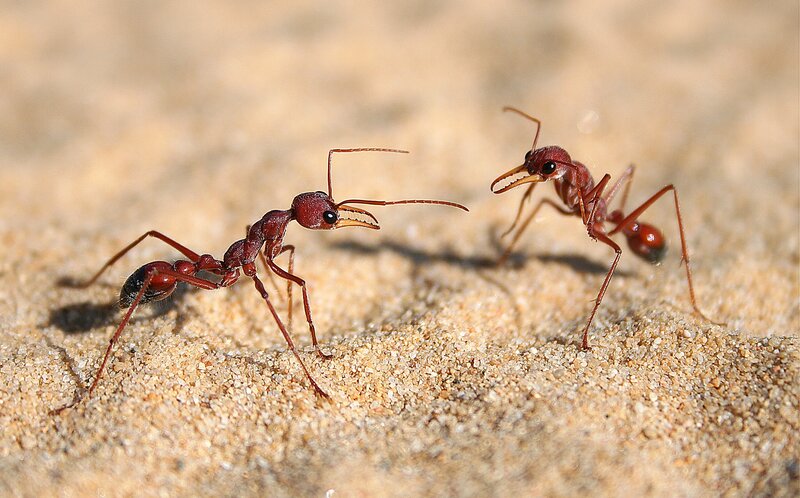 Two Red Ants on Sand — Natural