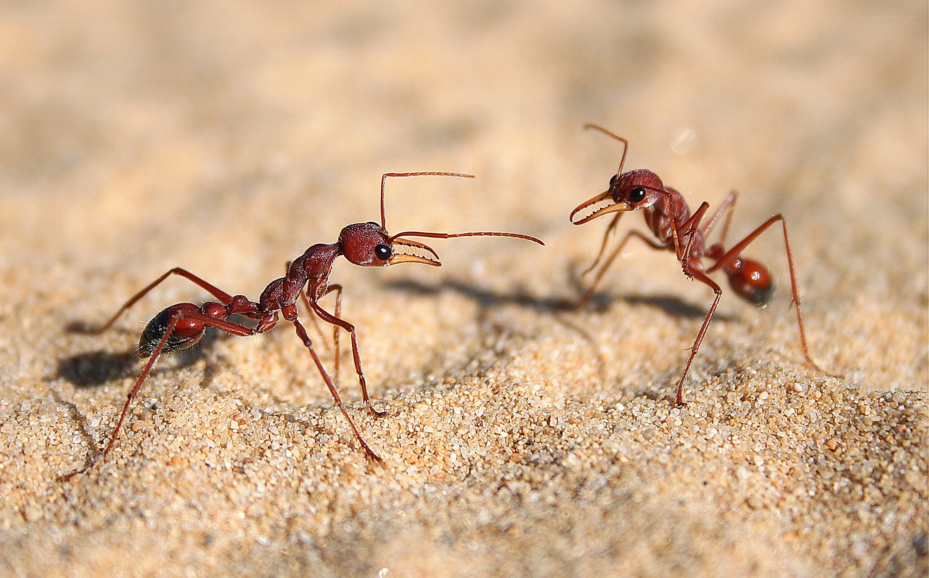 Two red ants on sand