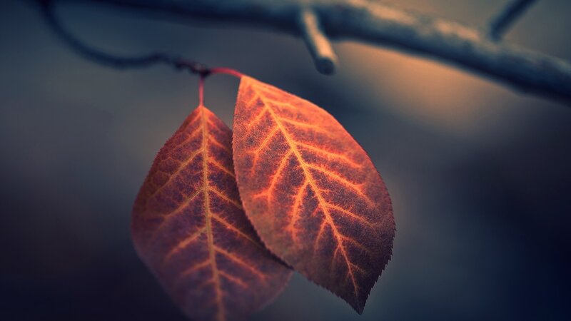 Two Red Autumn Leaves — Serene, Photograph, Branch