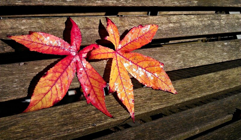 Two Red Autumn Leaves — Serene, Photograph