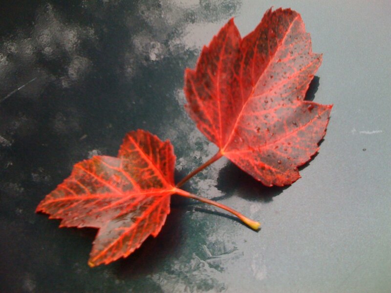 Two red autumn leaves