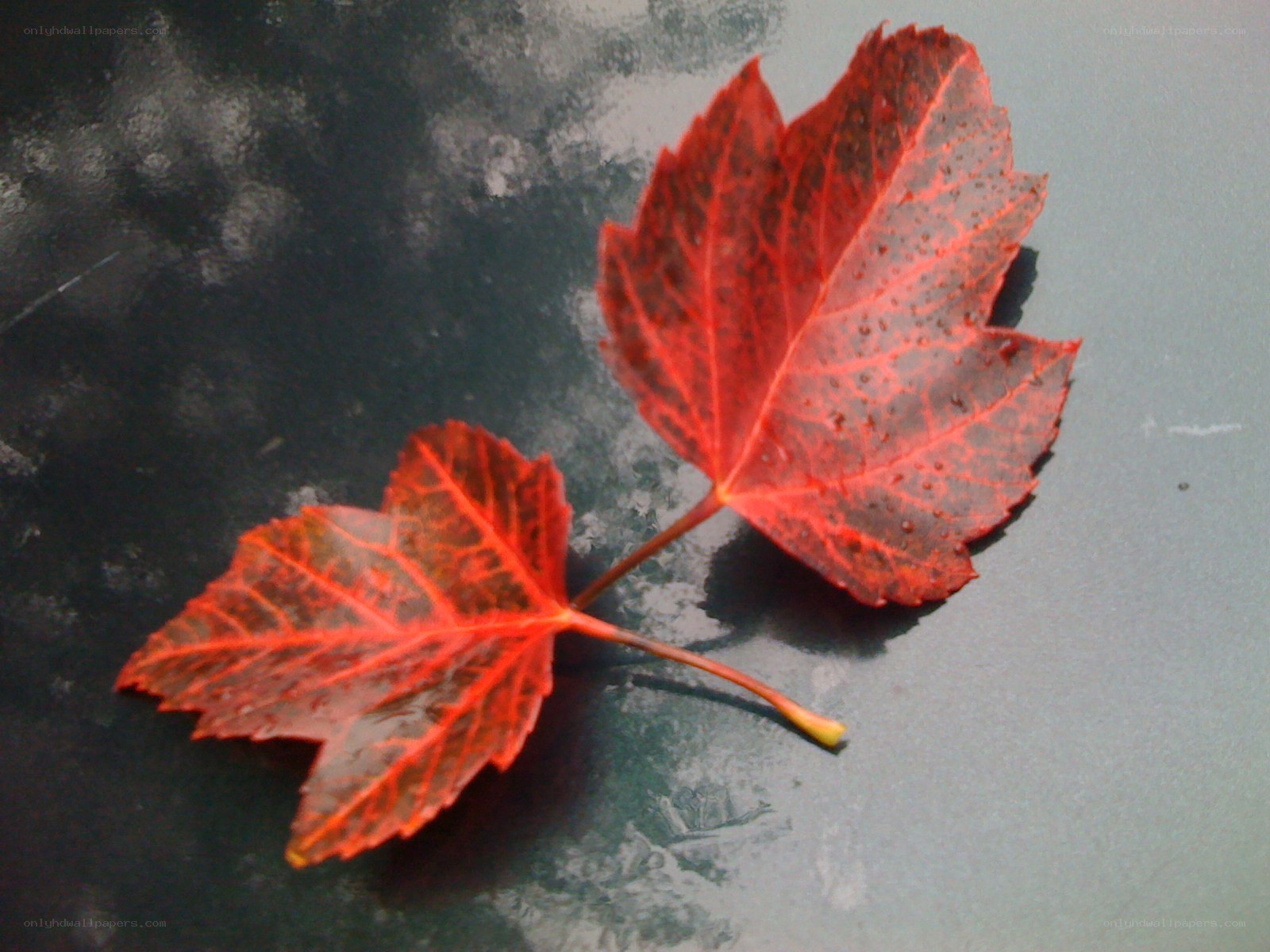 Two red autumn leaves