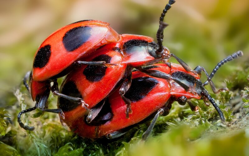 Two Red Beetles Mating — Natural