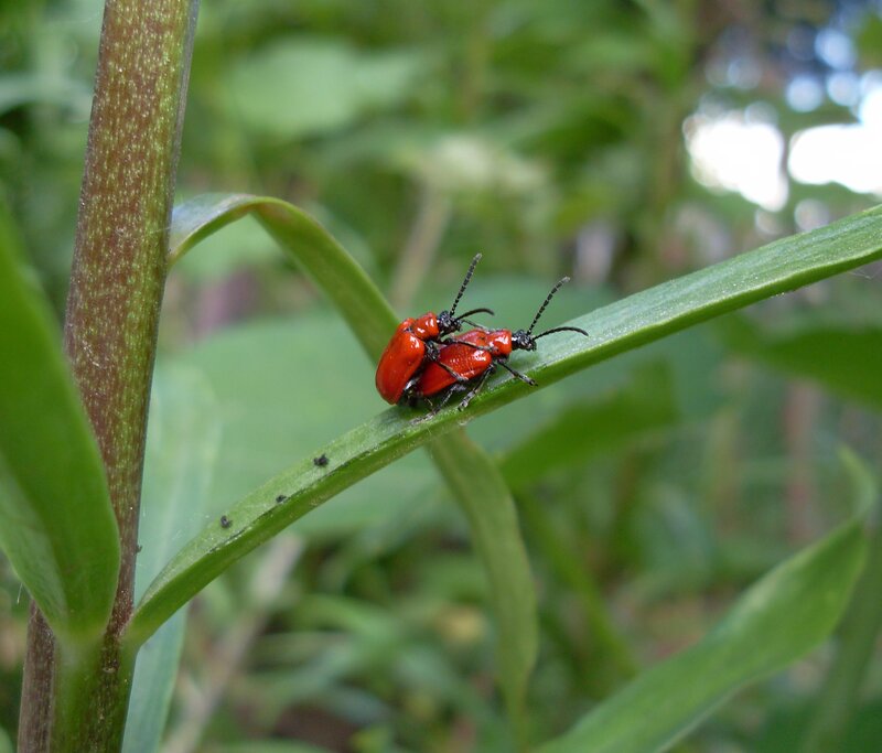 Two Red Beetles Mating