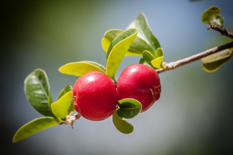 Two red berries on a branch