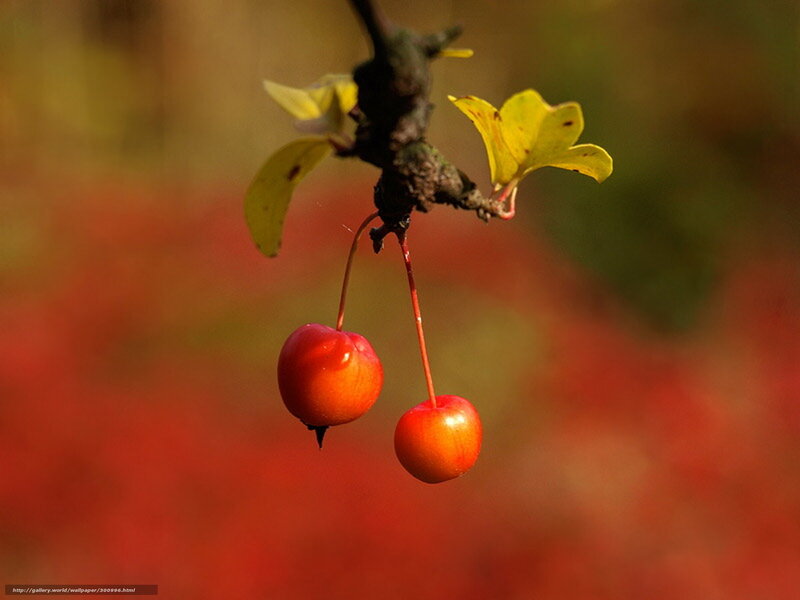 Two Red Berries on Branch