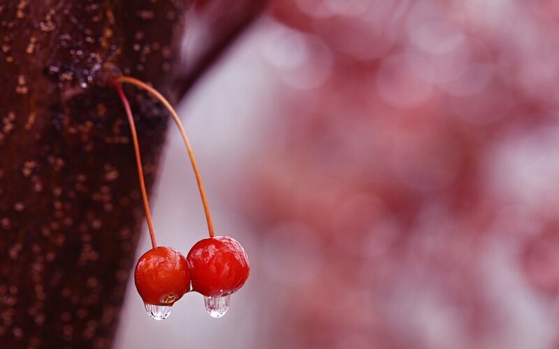 Two Red Berries
