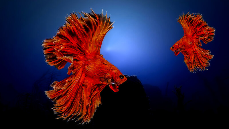 Two Red Betta Fish